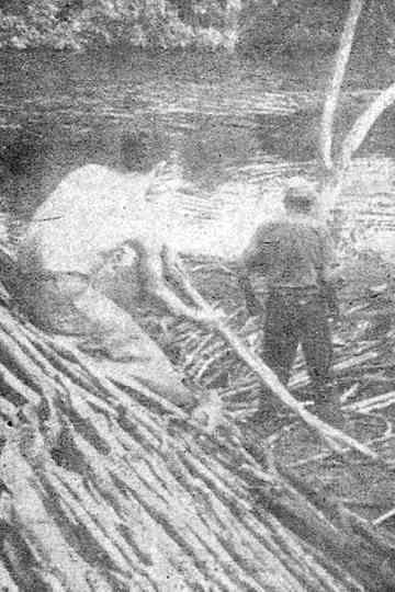 Tierra Olvidada Poster