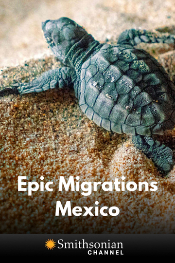 Epic Animal Migrations Mexico