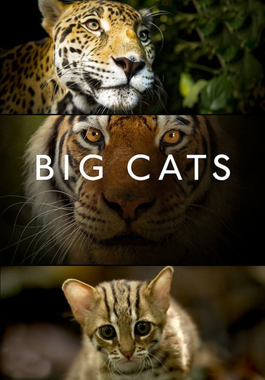 Big Cats