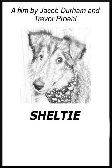 Sheltie Poster