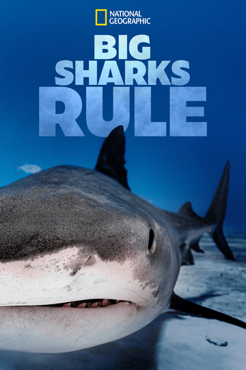 Big Sharks Rule Poster