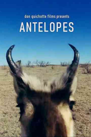 Antelopes Poster