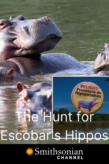 The Hunt for Escobar's Hippos