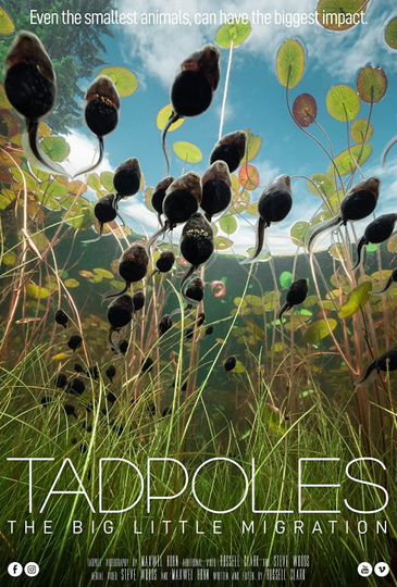 Tadpoles: The Big Little Migration Poster