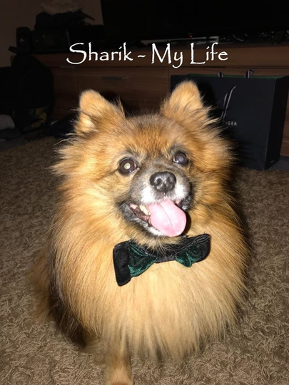 Sharik  My Life Poster