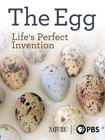 The Egg Lifes Perfect Invention Poster
