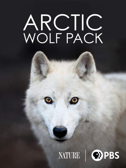 Nature Arctic Wolf Pack