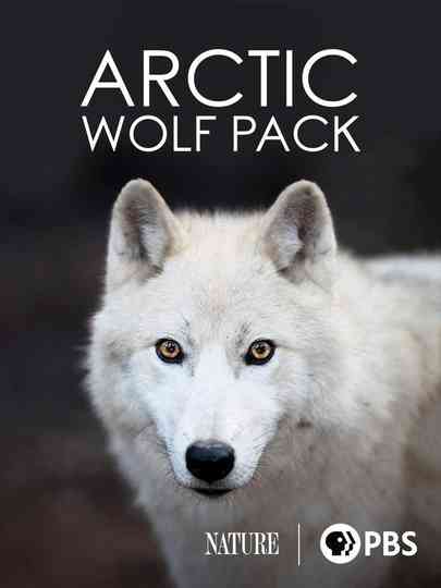 Nature Arctic Wolf Pack