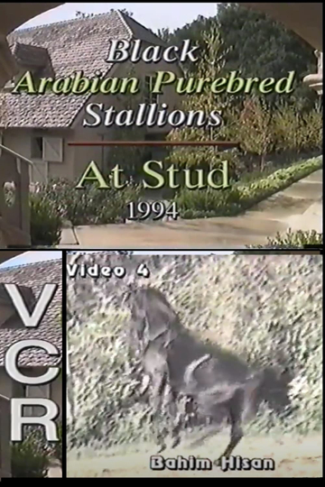 Black Arabian Purebred Stallions At Stud