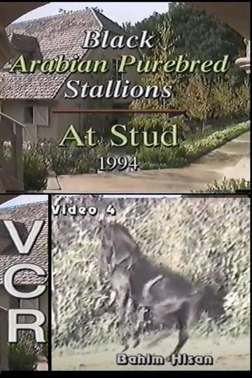 Black Arabian Purebred Stallions At Stud