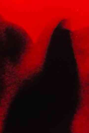 Fever