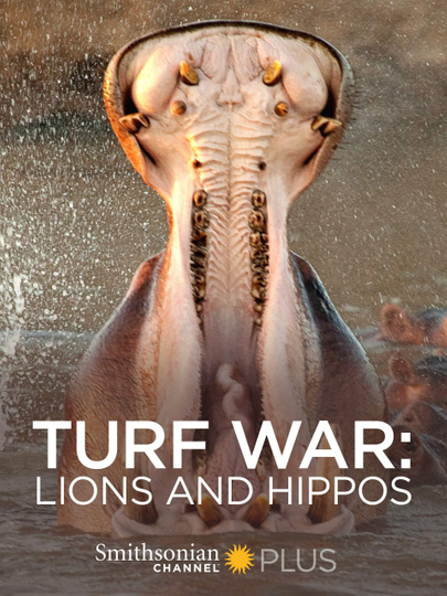 Turf War Lions and Hippos