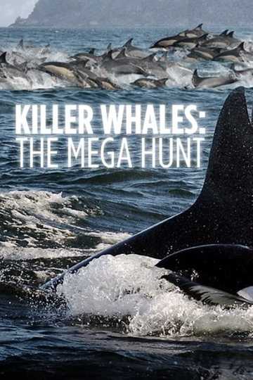 Killer Whales: the Mega Hunt Poster