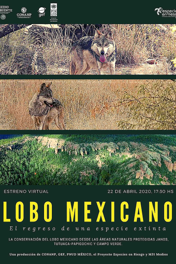 Lobo Mexicano Poster