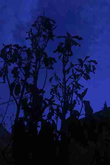 The Night Poster