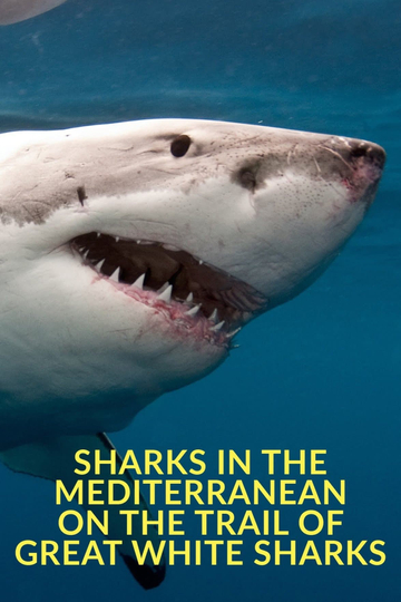 Sharks in the Mediterranean On the Trail of Great White Sharks