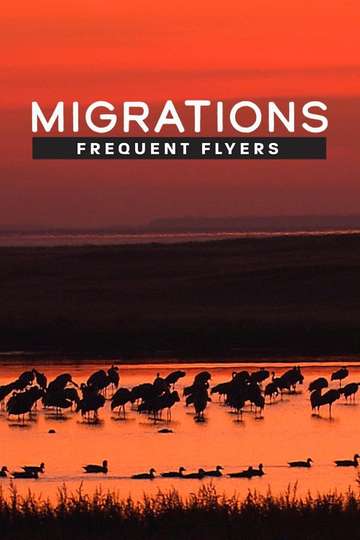 Migrations Frequent Flyers