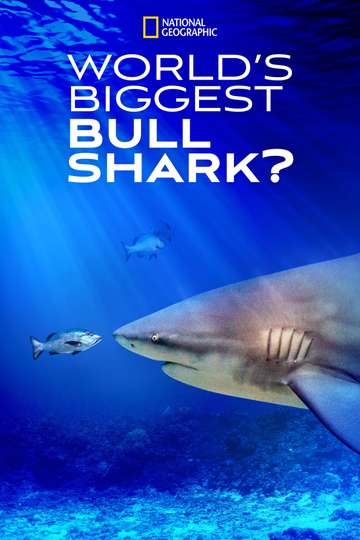 Worlds Biggest Bull Shark Poster