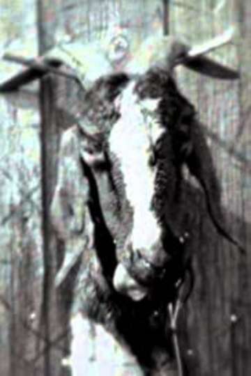 Slipknot: Goat Poster