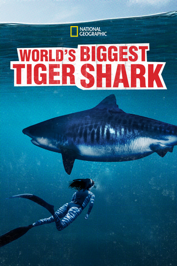 World's Biggest Tiger Shark Poster