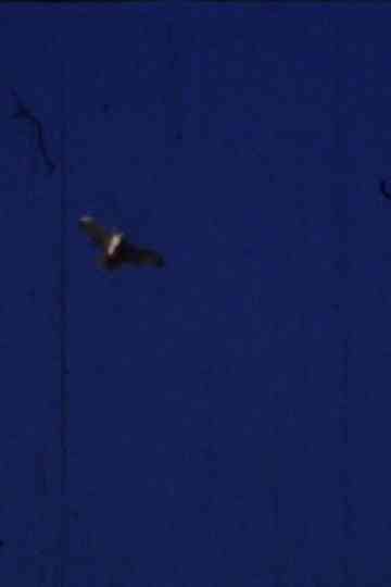 Flying Fish