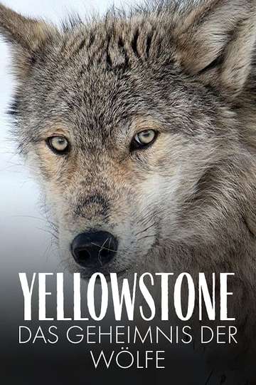 Yellowstone The Mystery of the Wolves Poster