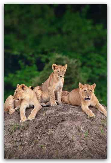 Little Big Cat