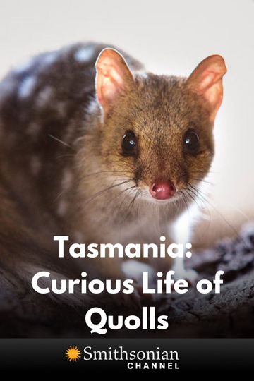 Tasmania Curious Life of Quolls