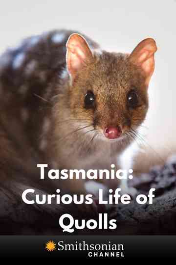 Tasmania Curious Life of Quolls