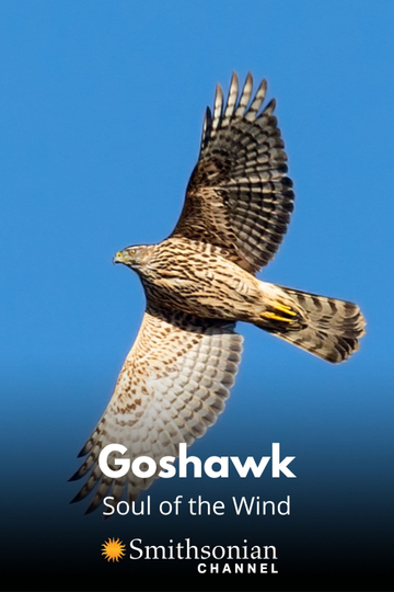 Goshawk  Soul of the Wind