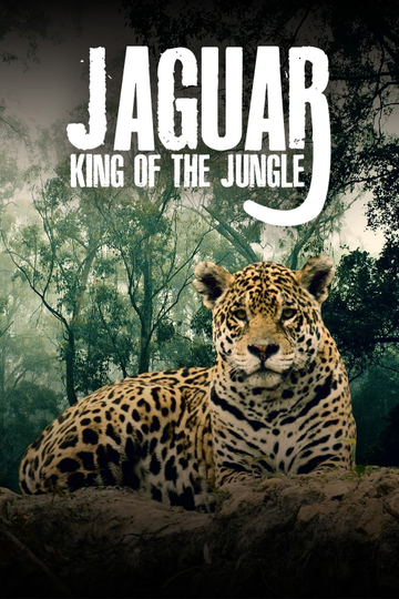 Jaguar King of the Jungle