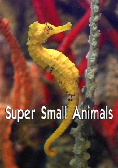 Super Small Animals Poster