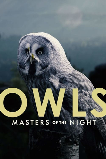 Owls Masters of the Night