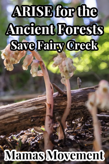 ARISE for the Ancient Forests  Save Fairy Creek