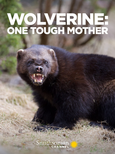 Wolverine One Tough Mother Poster