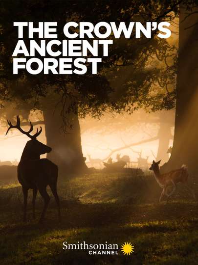 The Crowns Ancient Forest Poster