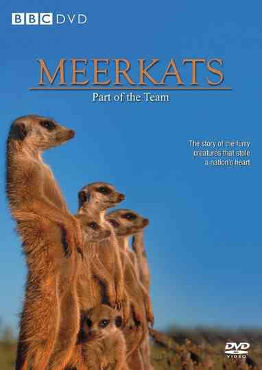 Meerkats: Part of the Team Poster