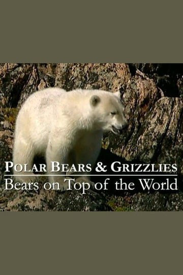 Polar Bears  Grizzlies Bears on Top of the World