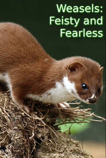 Weasels Feisty and Fearless