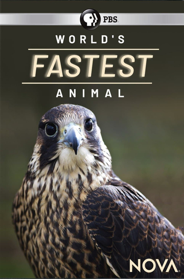 Worlds Fastest Animal