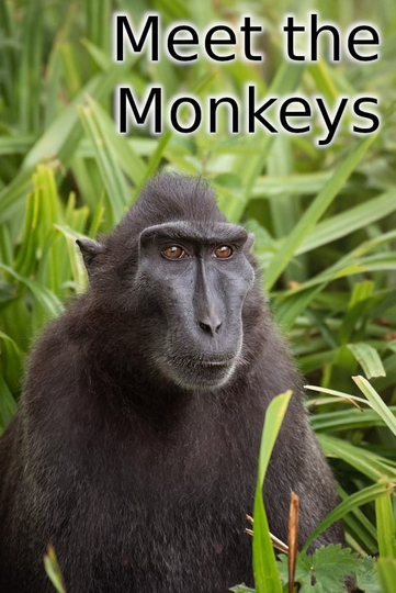 Meet the Monkeys