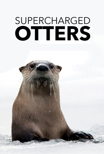 Supercharged Otters