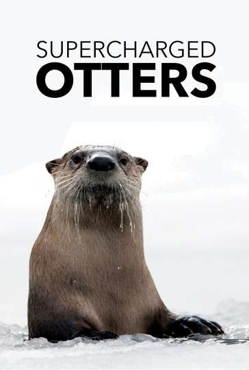 Supercharged Otters Poster