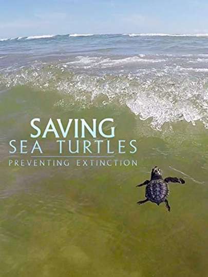 Saving Sea Turtles: Preventing Extinction - Movie | Moviefone