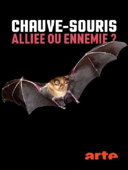 Chauvesouris alliée ou ennemie poster
