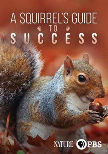 A Squirrels Guide to Success