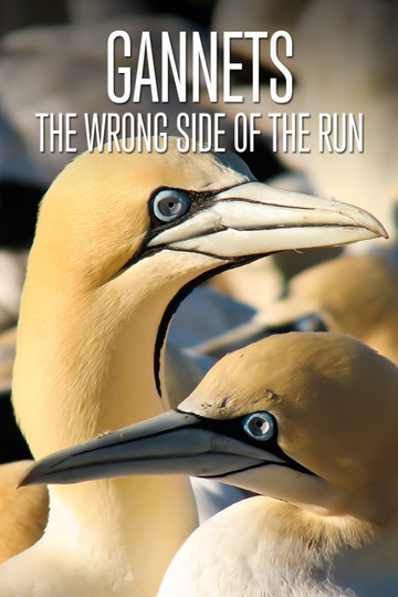 Gannets The Wrong Side of the Run