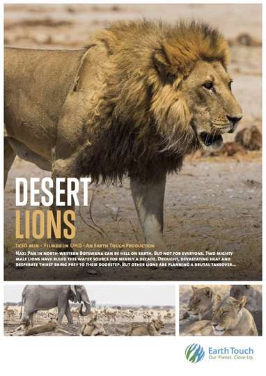 Desert Lions Poster
