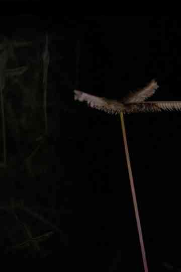 Nocturne I & II