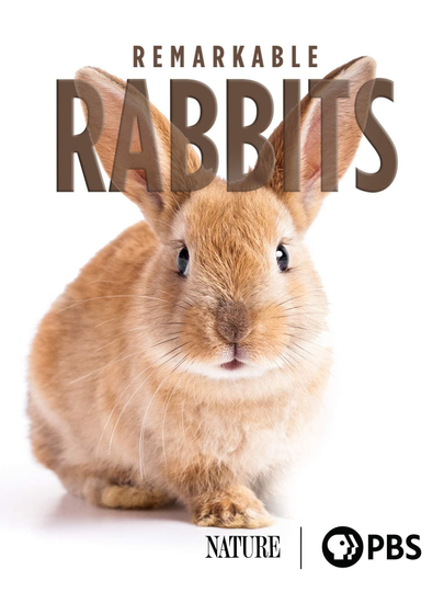 Remarkable Rabbits